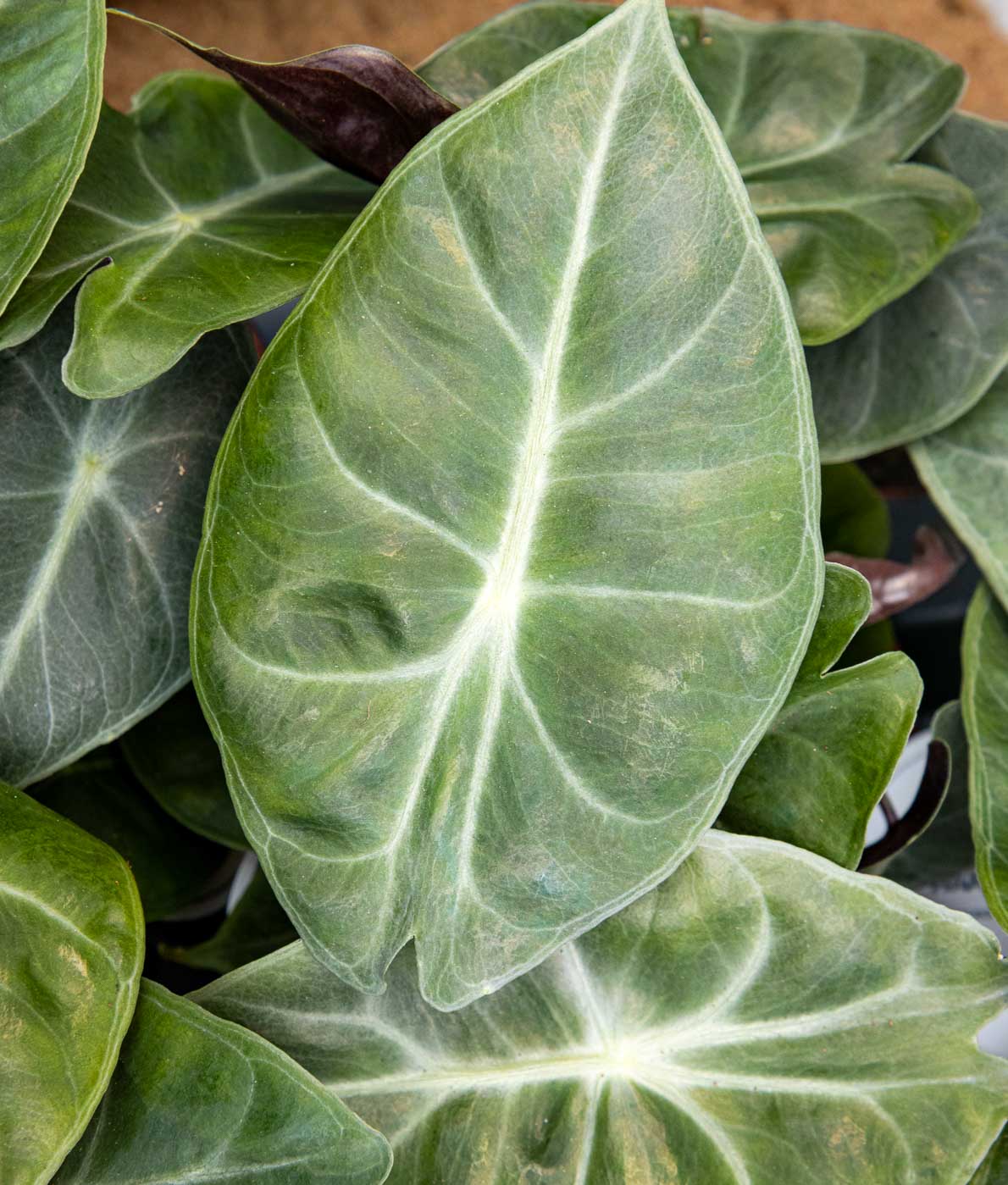 Alokasia, pikkutaimi