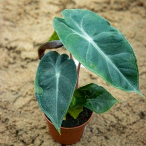 Alokasia, pikkutaimi