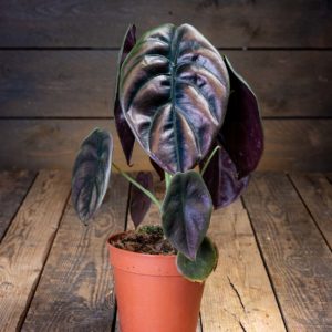 Alokasia