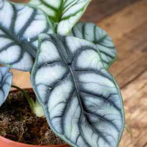 Alokasia