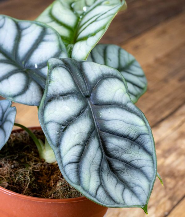 Alokasia