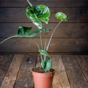 Alokasia