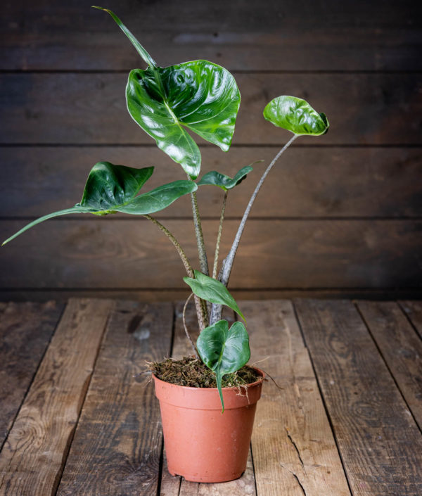 Alokasia