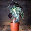 Alokasia