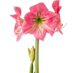 roosan värinen amaryllis