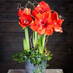 Amaryllis-Istutus