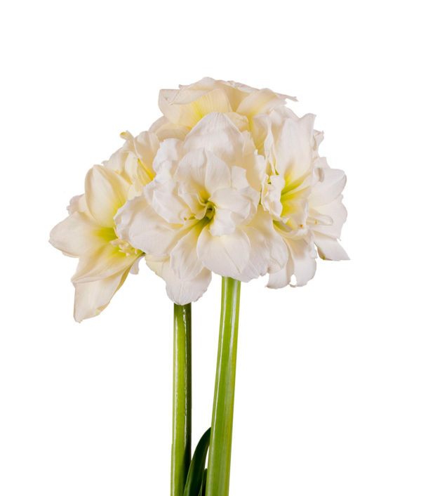 Amaryllis Alfresco