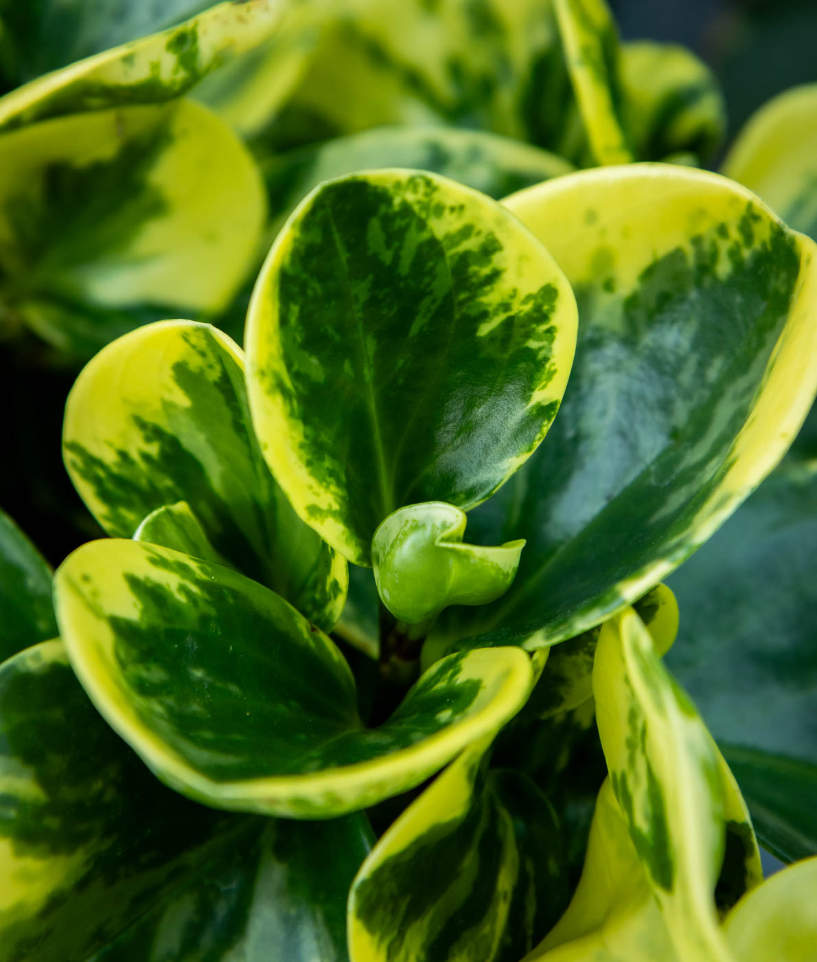 Amerikanmuori Green Gold