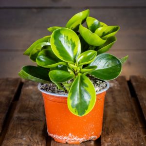 Amerikanmuori Lemon huonekasvi viljelyruukussa kiiltävillä limenvihreillä ja keltaisilla lehdillä.