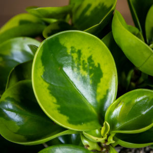 amerikanmuori lemonin lehdet