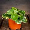peperomia