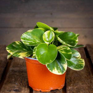 peperomia