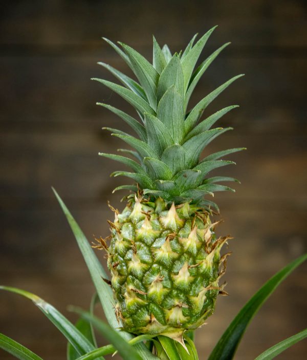 Ananas - Image 2