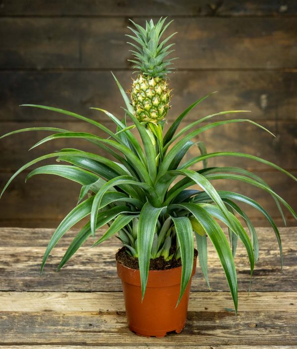 Ananas