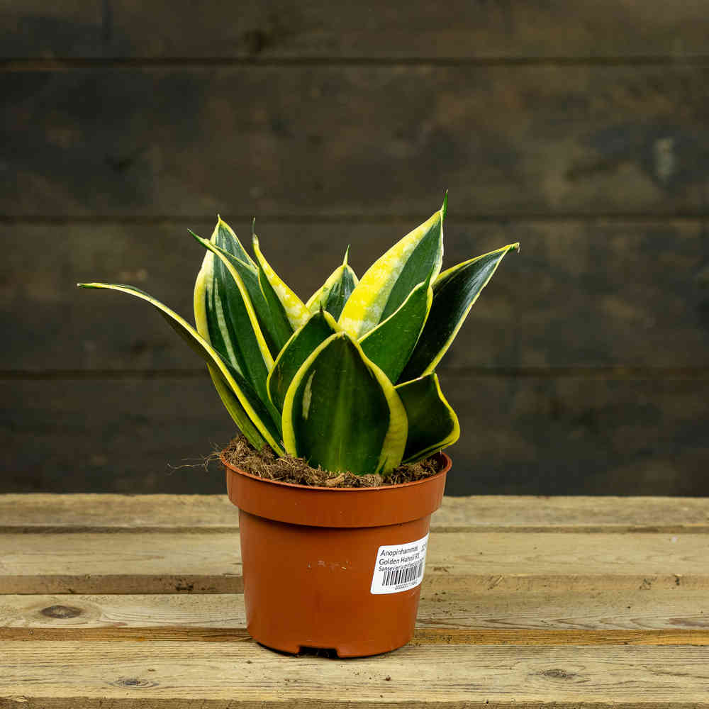 Anopinhammas Golden Hahnii Pukinmäen puutarha