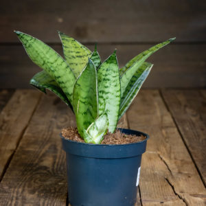 Kompakti ja hopeanhohtoinen anopinhammas Silver Star tummassa muoviruukussa puupöydällä.