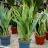 Anopinkieli Aubrytiana (Sansevieria aubrytiana)