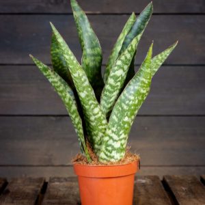 helppohoitoinen anopinkieli