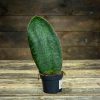 Sansevieria Grandis