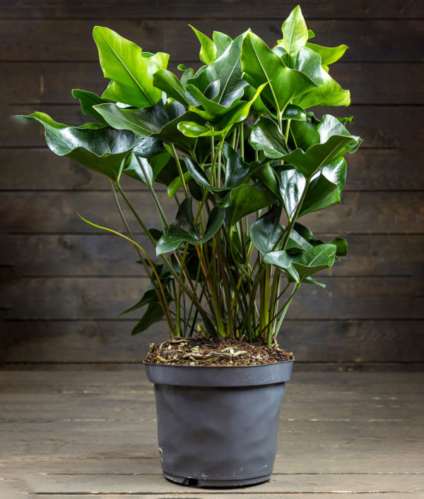 Anthurium Arrow
