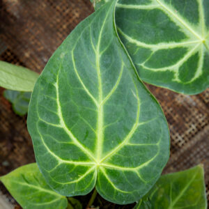 Anthurium Magnificum