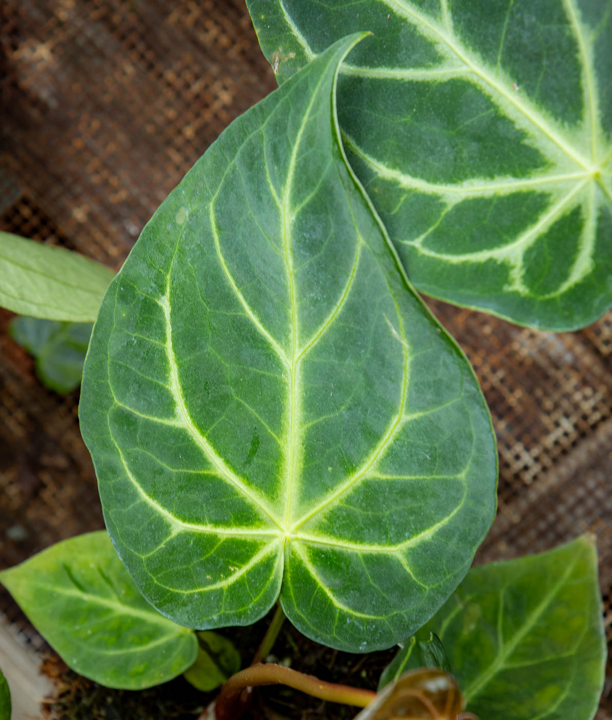 Anthurium Magnificum