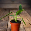 Anthurium