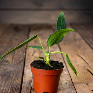 Anthurium