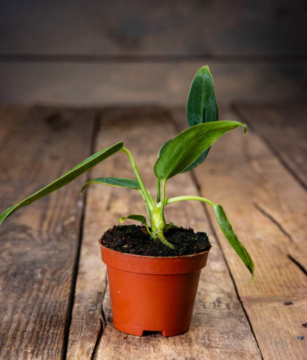 Anthurium