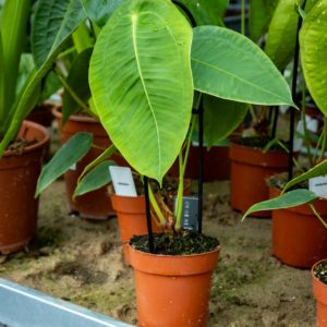 Suurilehtinen, kirkkaanvihreä ja pinnaltaan uurteinen Anthurium peltigerum istutettuna ruskeaan muoviruukkuun.