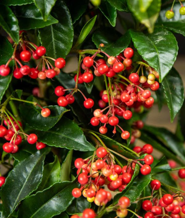 Ardisia Punainen
