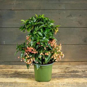 Ardisia Pinkki
