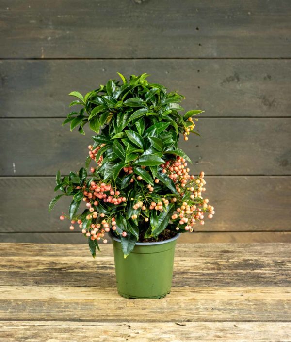 Ardisia Pinkki