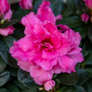 Rhododendron