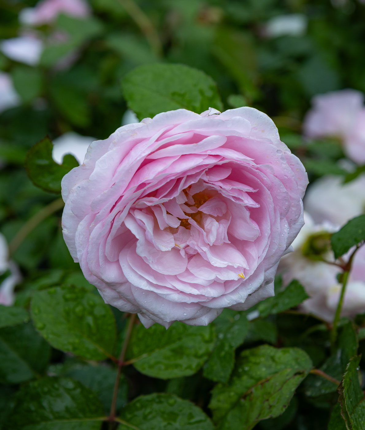 Austinruusu Olivia Rose Austin, jonka vaaleanpunaiset kuppimaiset kukat avautuvat täyteläisiksi ruusukkeiksi.