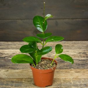Australianposliinikukka ruukussa