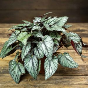 begonia ruukussa