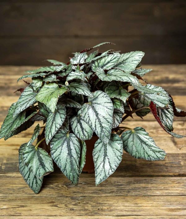 begonia ruukussa