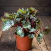 Begonia
