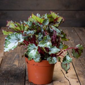 Begonia
