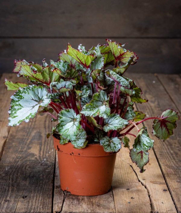 Begonia