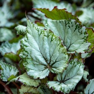 Begonia