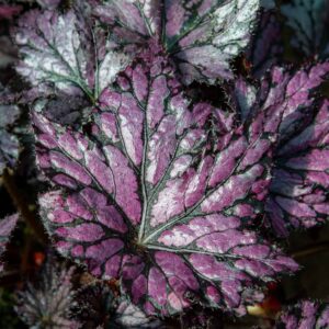 Begonia Bewitched Pink