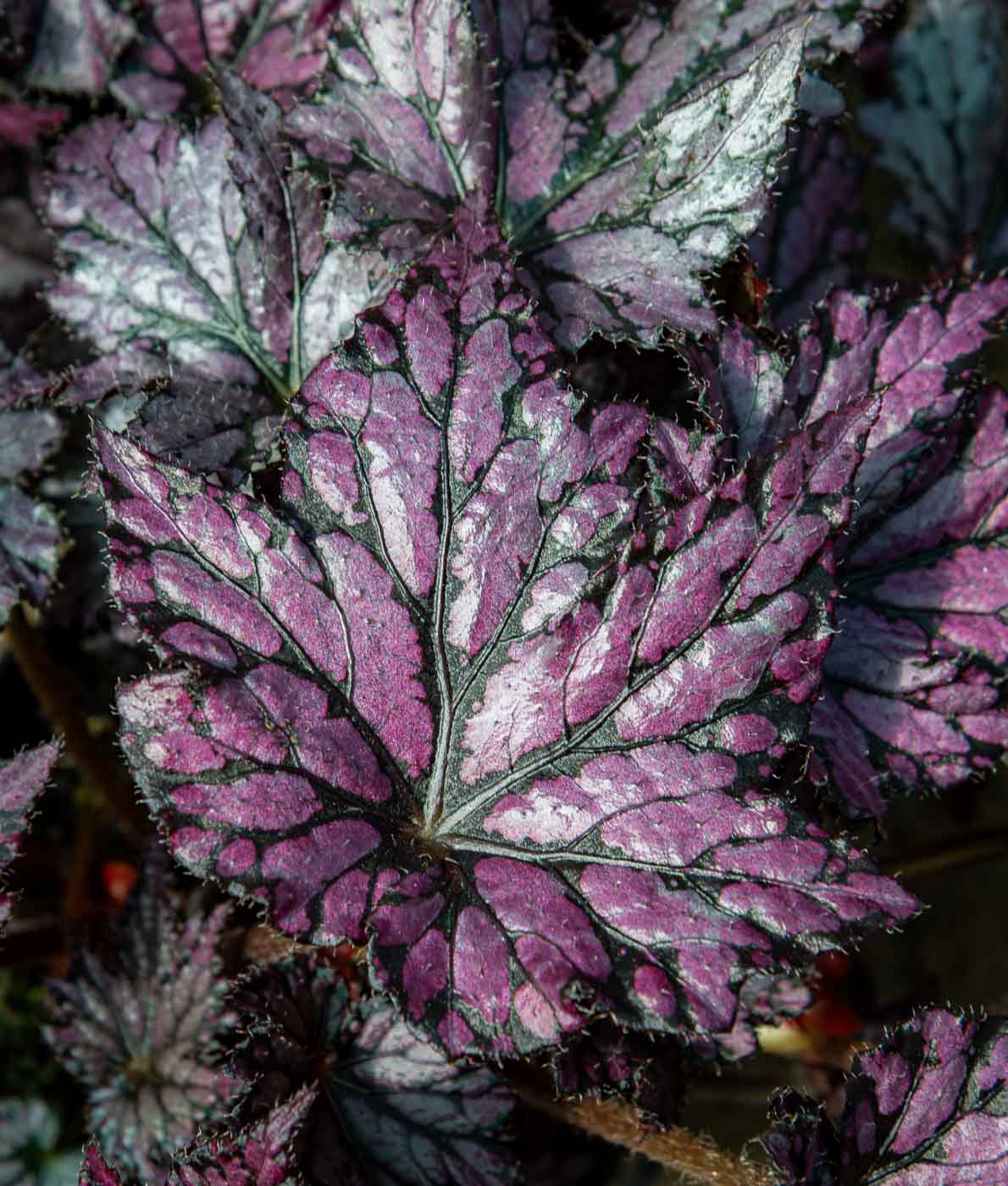 Begonia Bewitched Pink