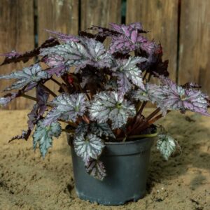 Begonia