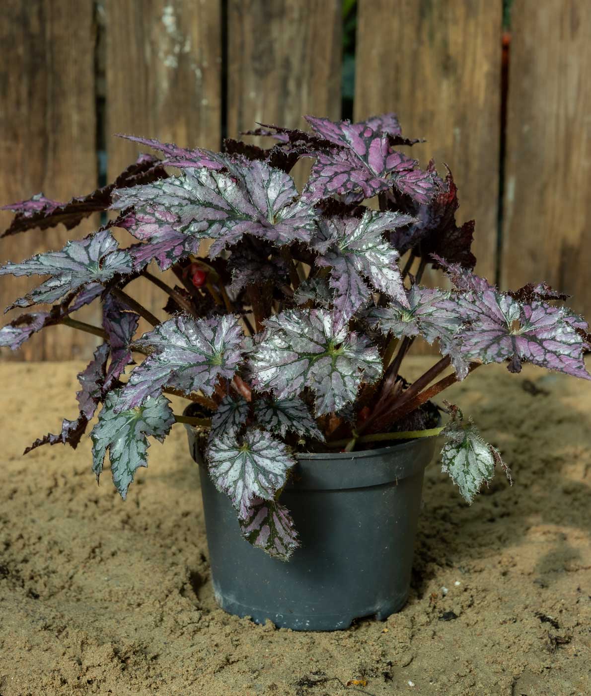 Begonia