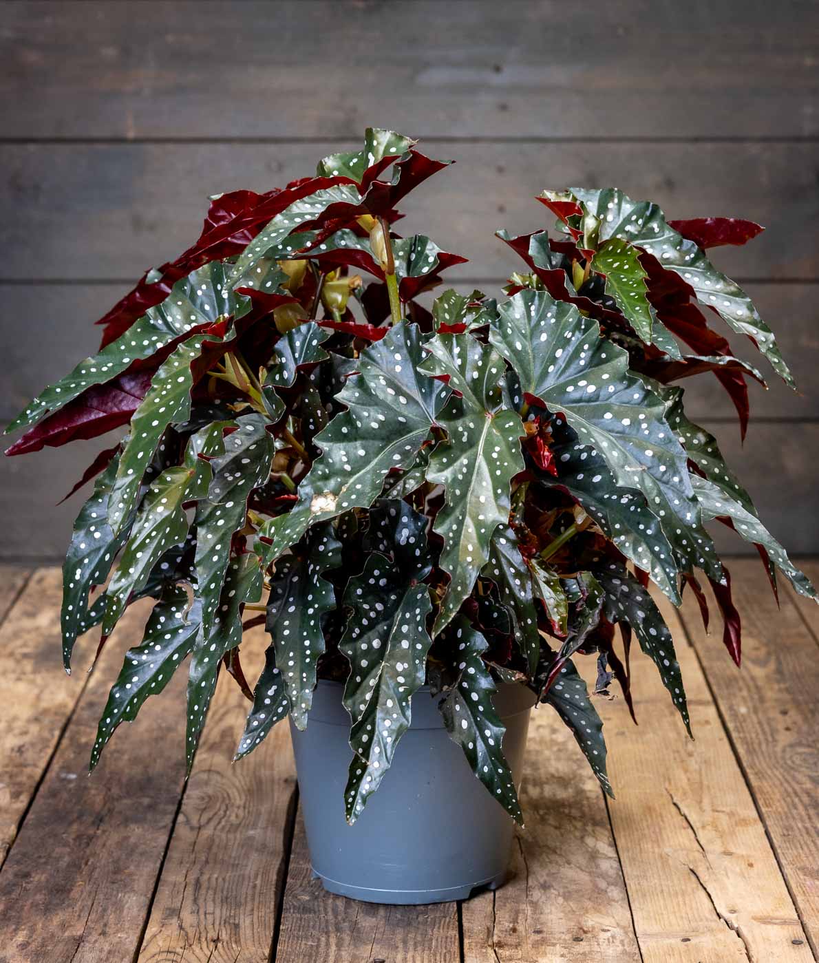 Komea, tuuhea Begonia Black Forest -pilkkubegonia harmaassa ruukussa puisella pöydällä.