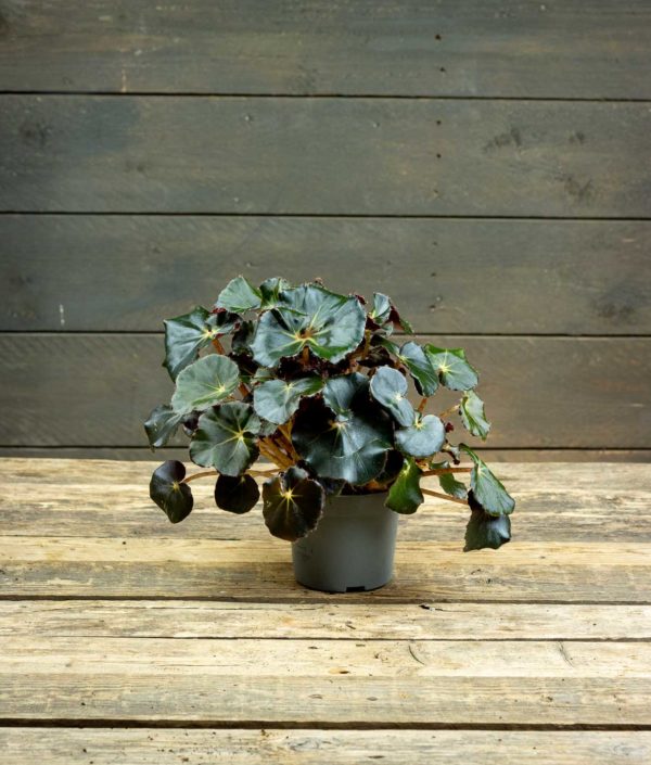 Lehtibegonia Black Jungle