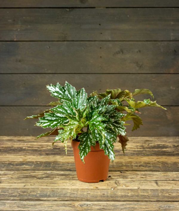 Begonia Bohemian Forest