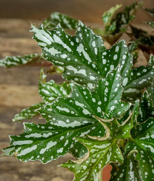 Begonia Bohemian Forest - Image 2